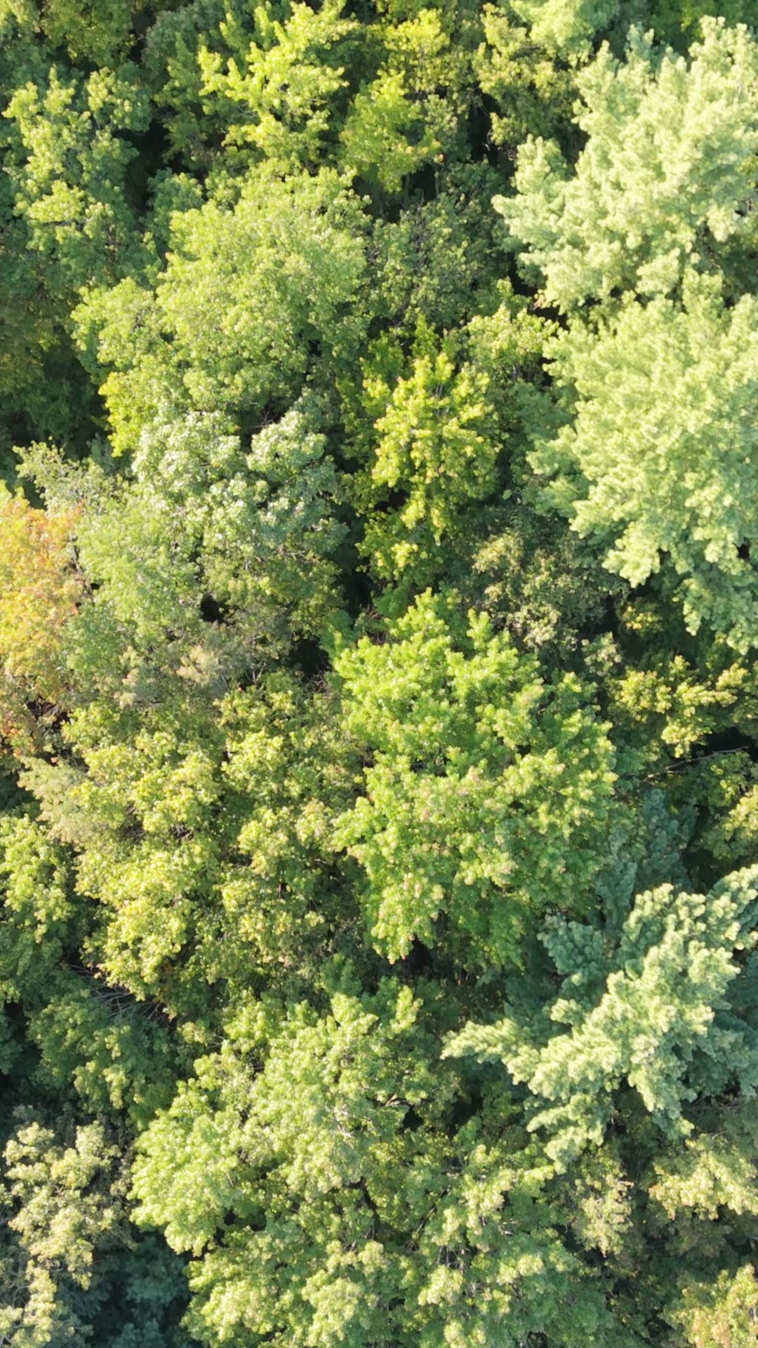 Woodland Signal video thumbnail